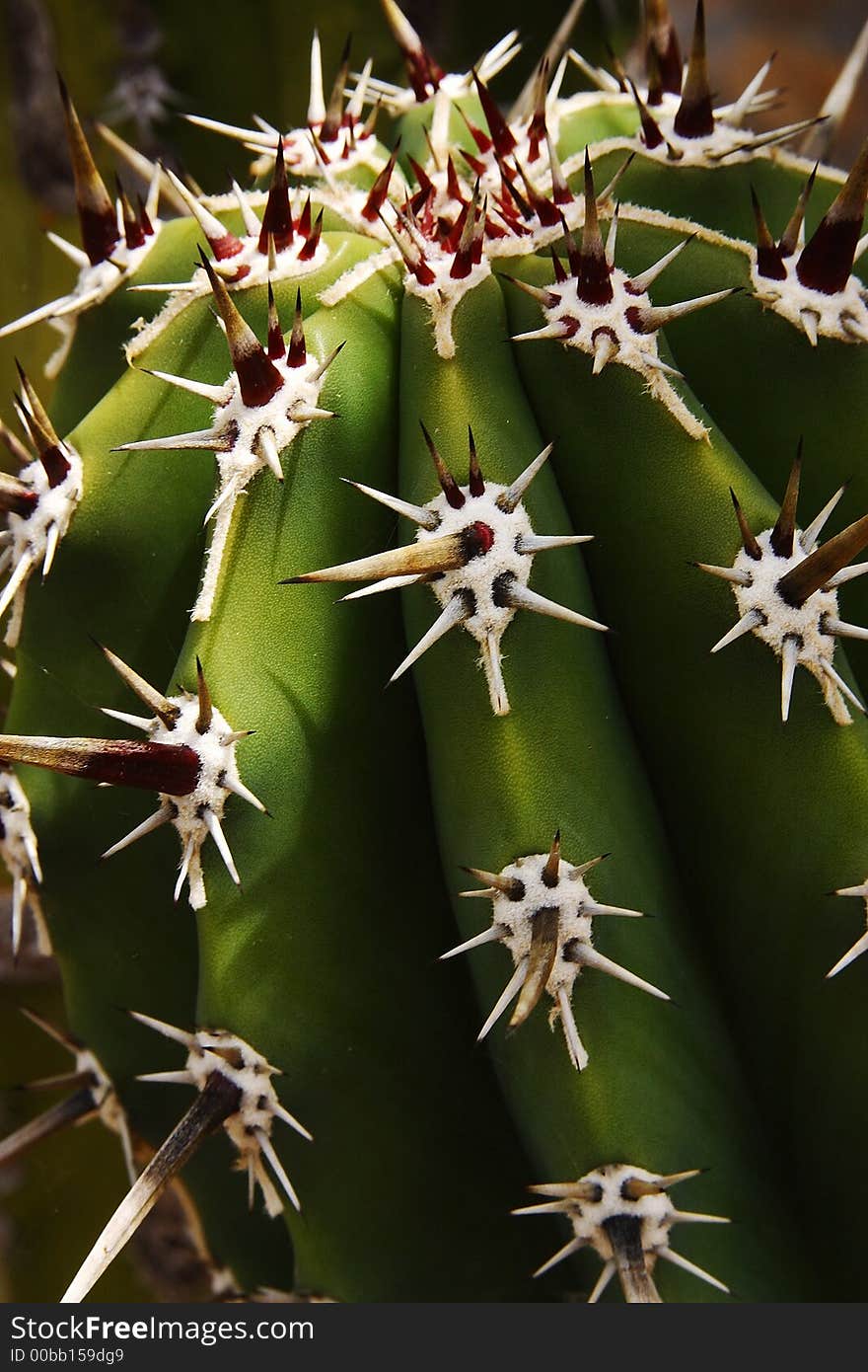 Detail view of the colored thorns of a cacti in alamos, Sonora, Mexico. Detail view of the colored thorns of a cacti in alamos, Sonora, Mexico