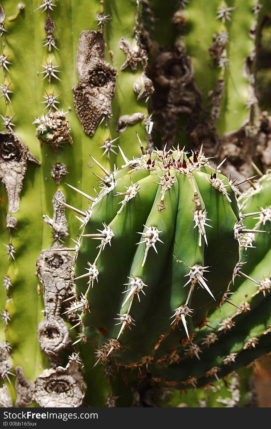 Detail view of the colored thorns of a cacti in alamos, Sonora, Mexico. Detail view of the colored thorns of a cacti in alamos, Sonora, Mexico