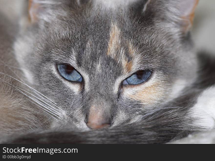 Closeup of grey cat with blue eyes