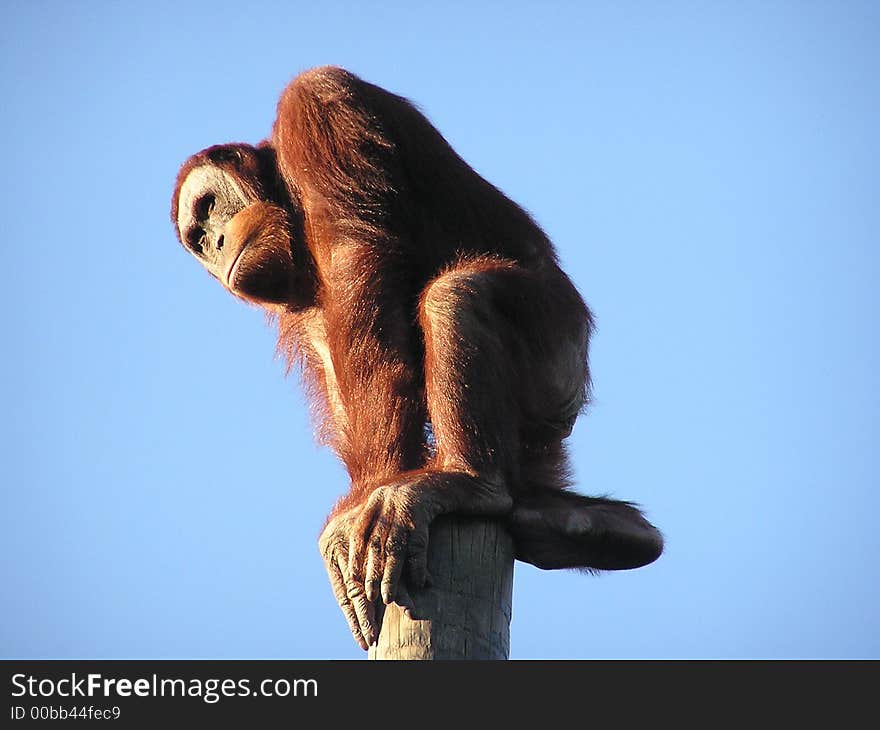 An Orangutan showing off at the New Orleans Zoo sat ontop of a tall pole. An Orangutan showing off at the New Orleans Zoo sat ontop of a tall pole