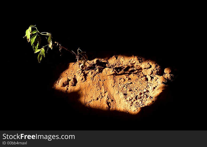 Branch with leaves isolated on black