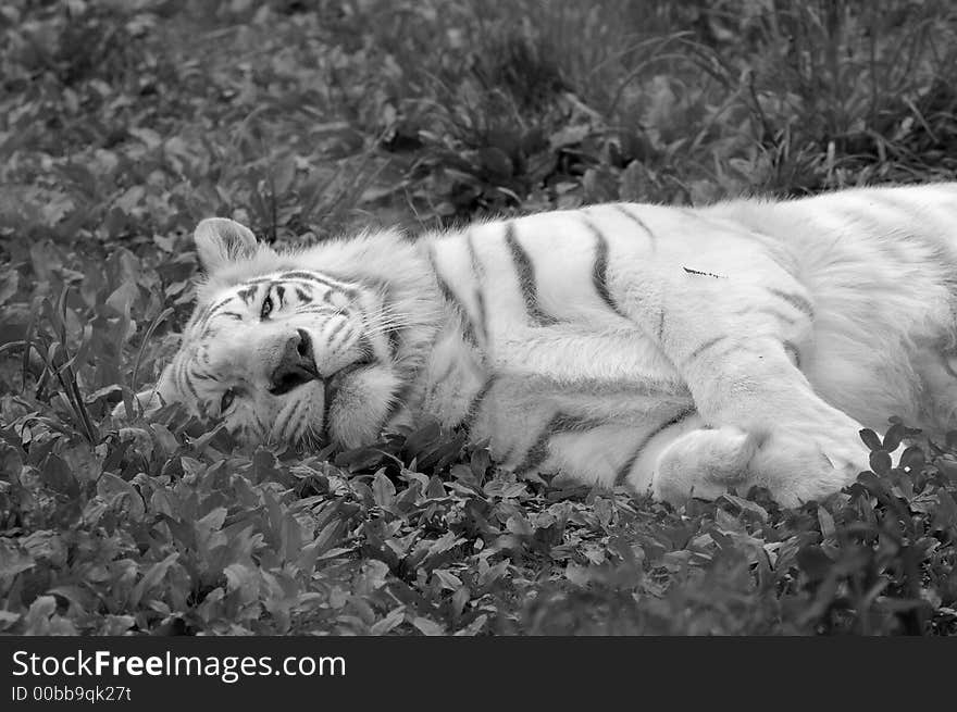 White Tiger Resting in Black and White