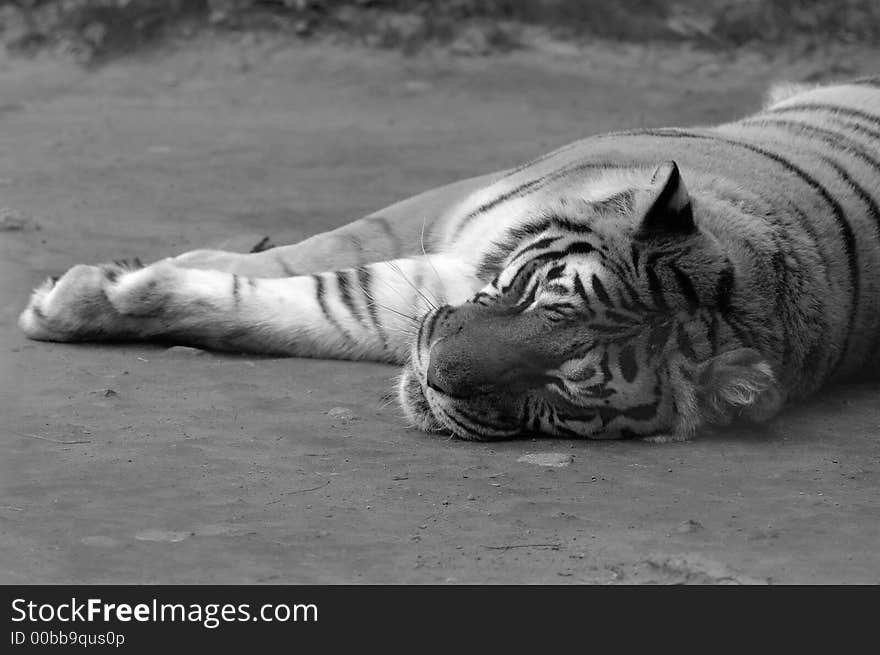 A Bengal tiger taking a rest and sleeping. (In black and white.). A Bengal tiger taking a rest and sleeping. (In black and white.)