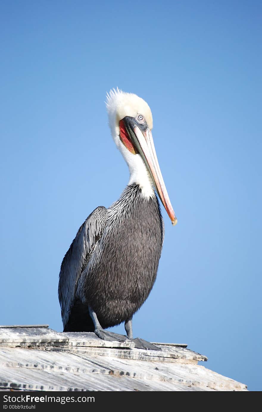 Pelican resting on rooftop at pier