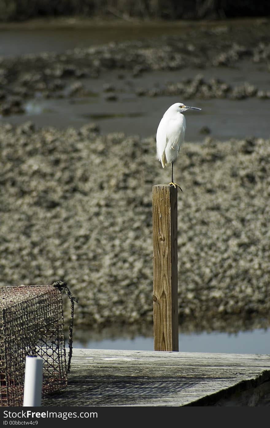 Snowy Egret with Crab Trap