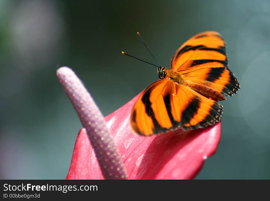 Beautiful butterfly perched on a pretty pink flower.