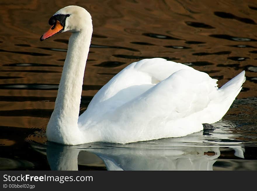 Swan floating down the Danube. The water has kind of a moire pattern look to it. Swan floating down the Danube. The water has kind of a moire pattern look to it.