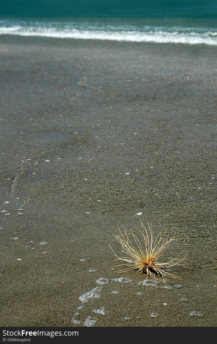 Beach grass in water on beach. Beach grass in water on beach