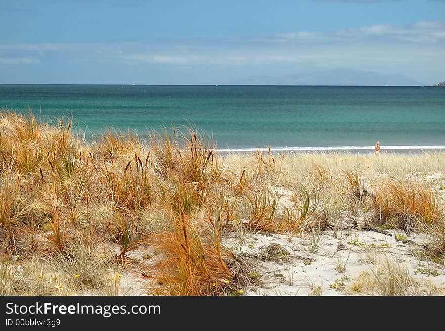 Orange beach grass with ocean in background