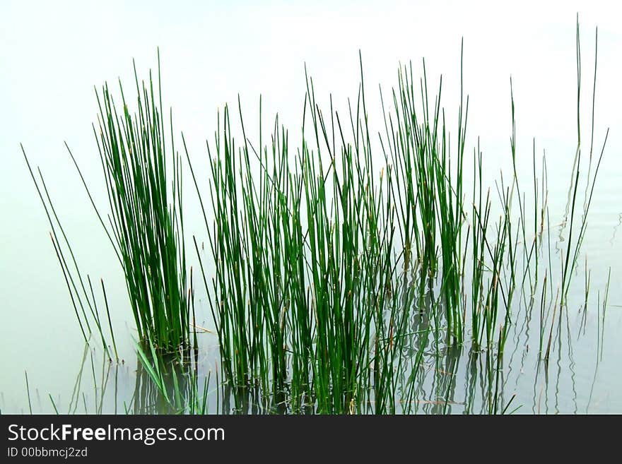 Some green grasses in water. Some green grasses in water