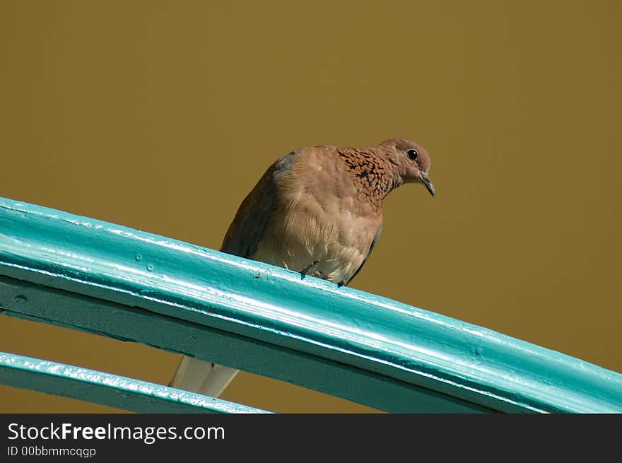 Brown pigeon