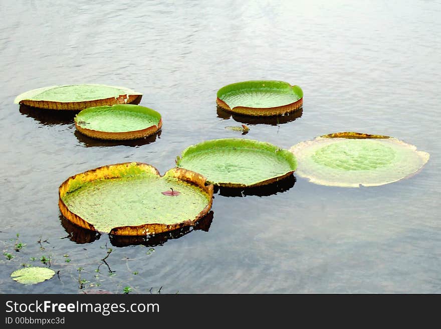 Some Leaves of Water Lily