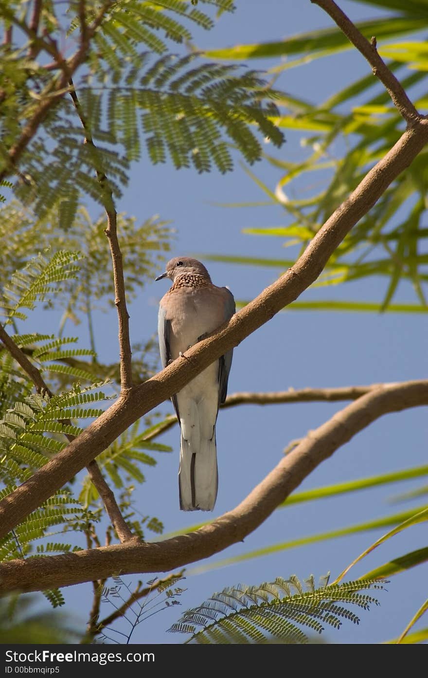 Picture of a brown wild bird sitting on the branch of tree. Picture of a brown wild bird sitting on the branch of tree