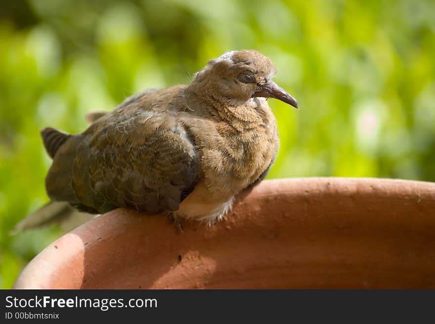 Picture of a brown pretty pigeon sitting on the pot and sleeping. Picture of a brown pretty pigeon sitting on the pot and sleeping