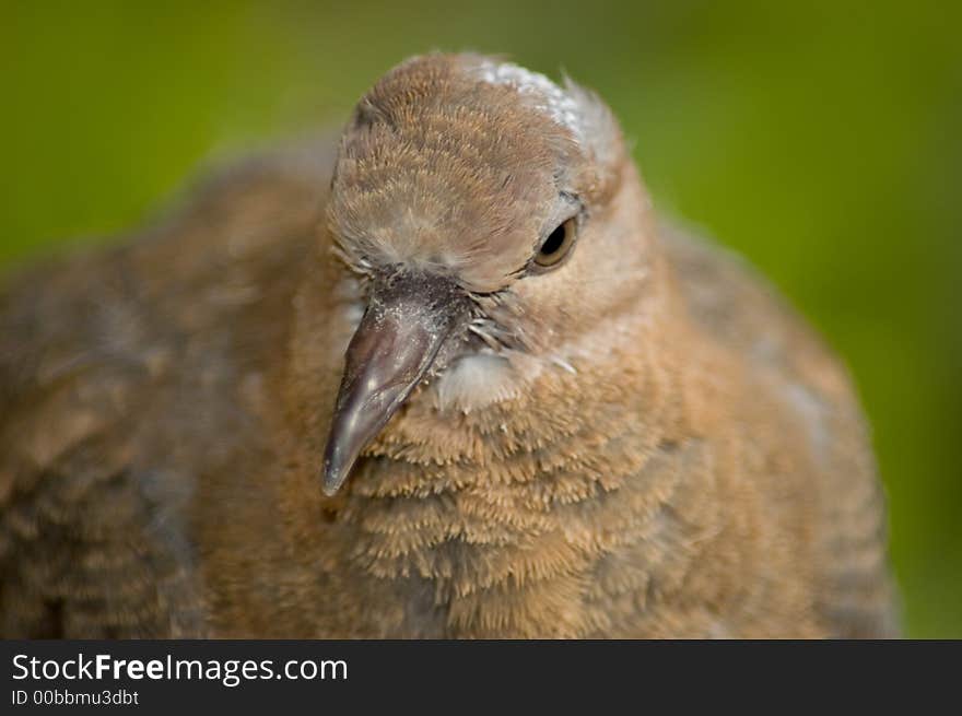 Brown pigeon