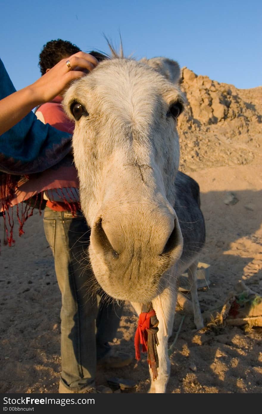 Picture of a funny donkey head looking to someone. Picture of a funny donkey head looking to someone