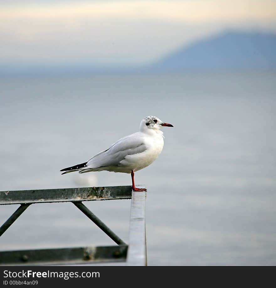 Sea-gulls 2