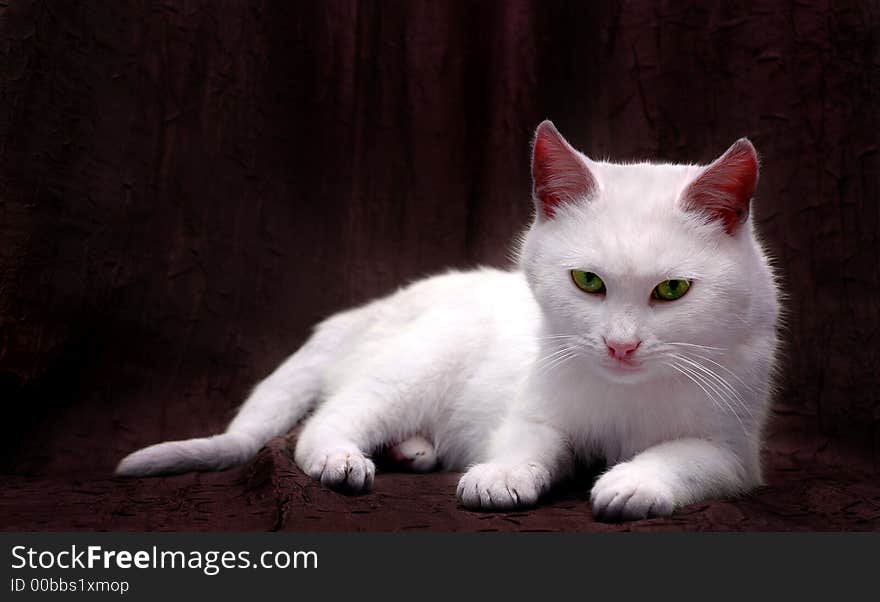 White Kitten