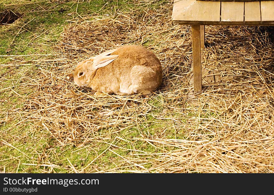 Brown Rabbit