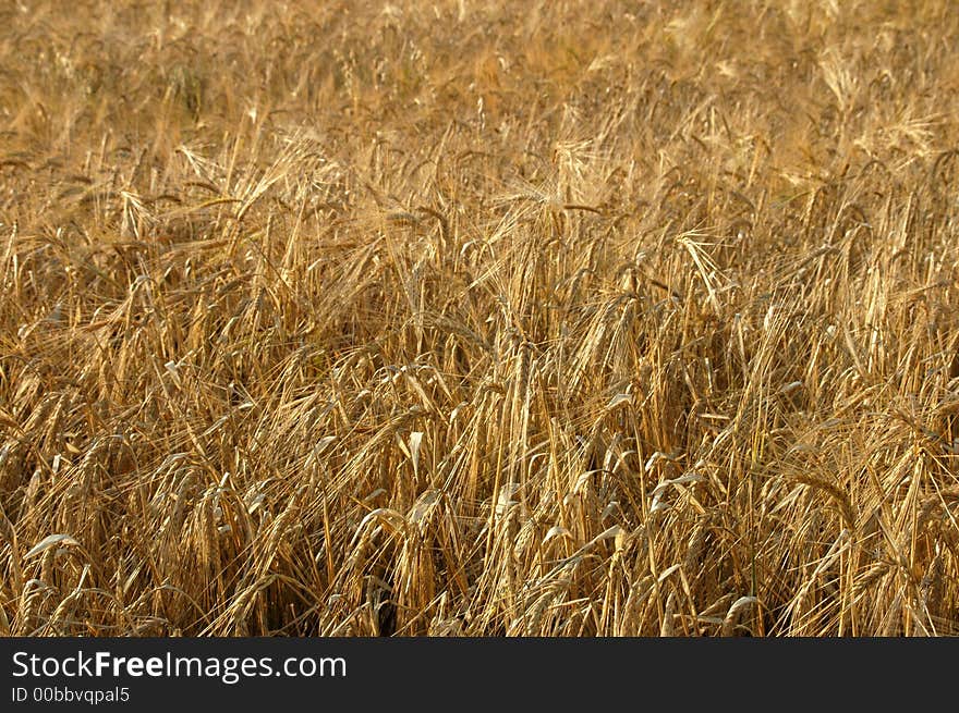 Texture of field before harvest. Texture of field before harvest