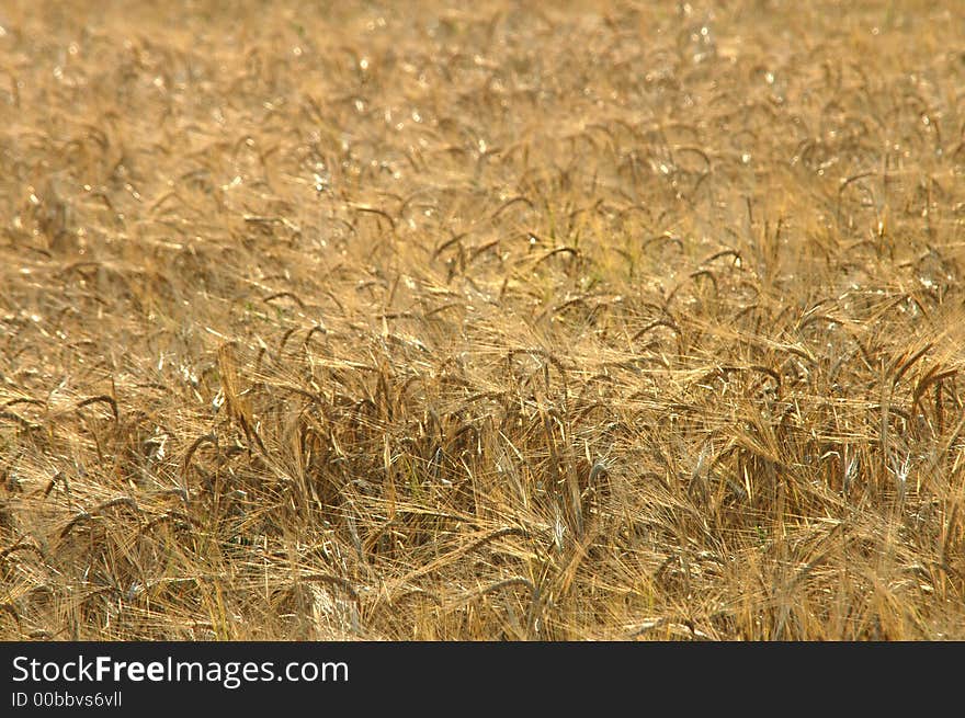 Texture of field before harvest. Texture of field before harvest