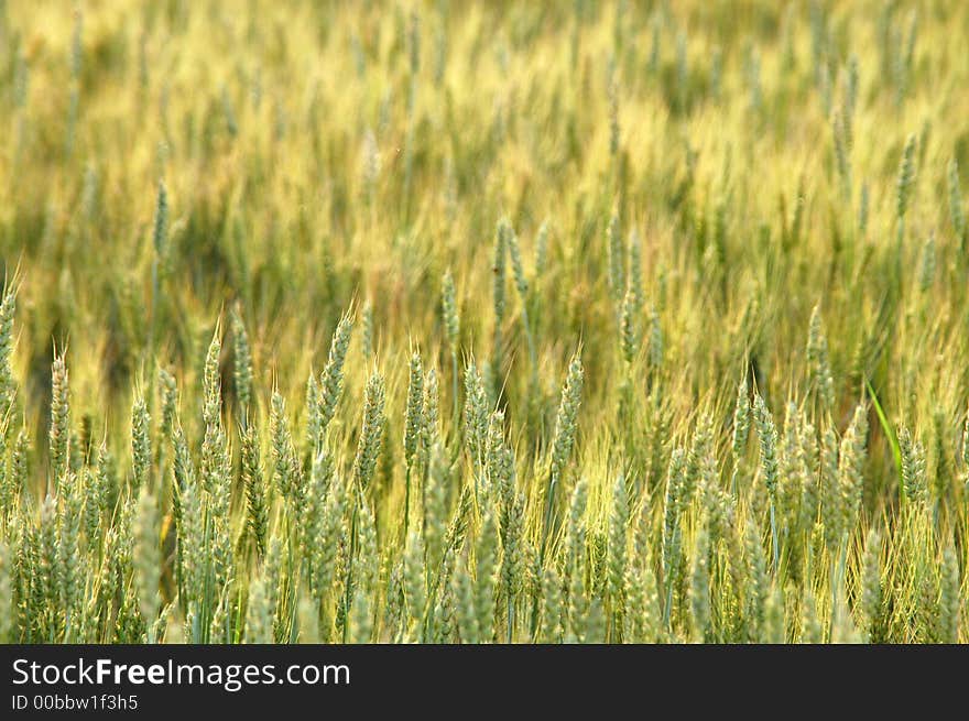 Texture of cornfield