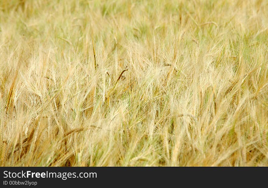 Texture of cornfield