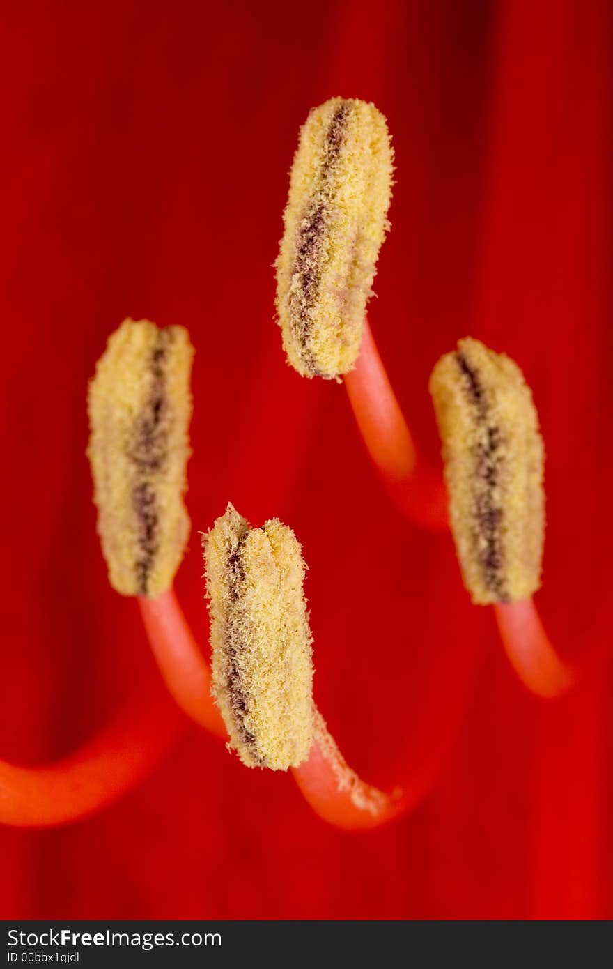 Amaryllis Stamen