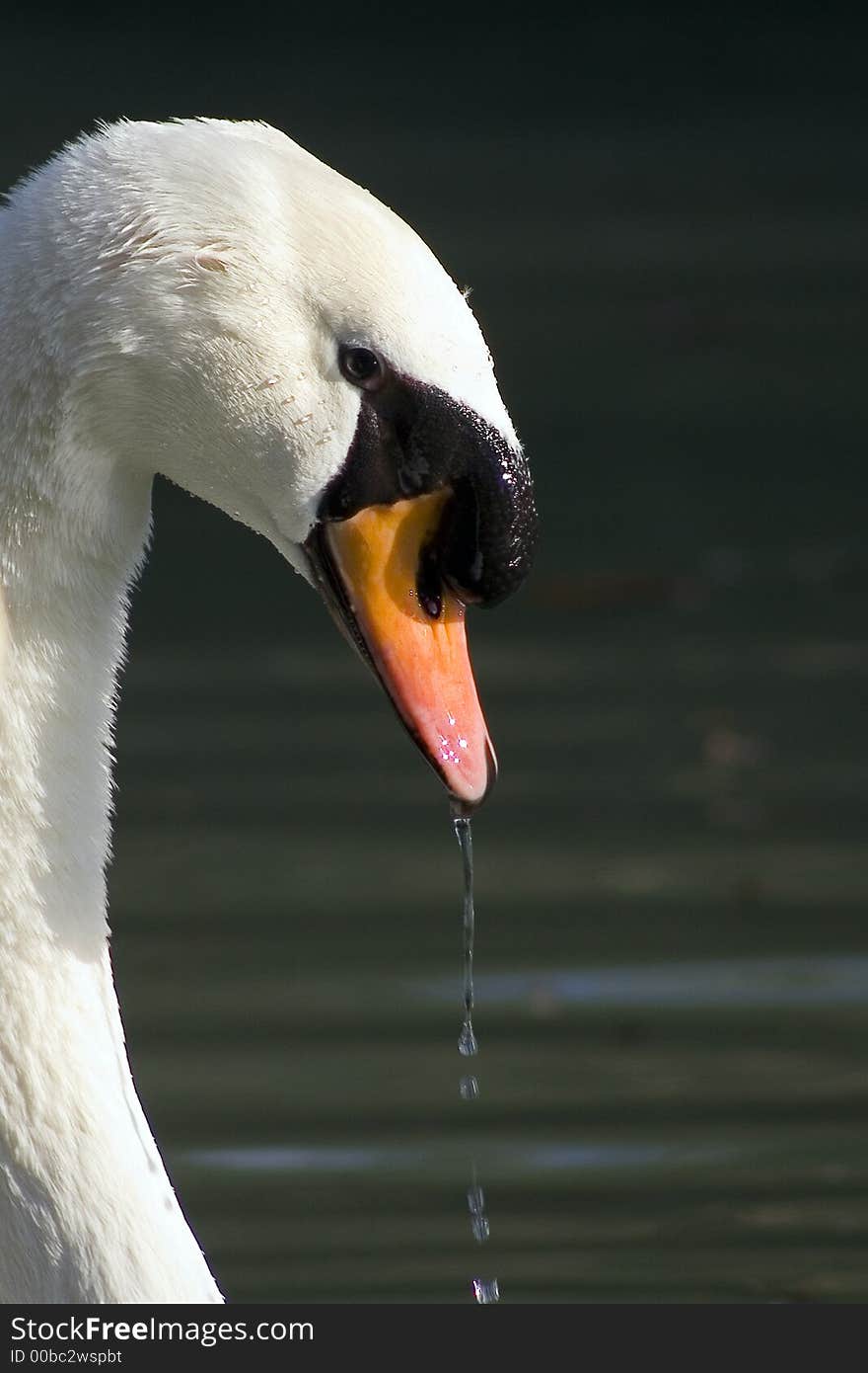 A swan on the lake