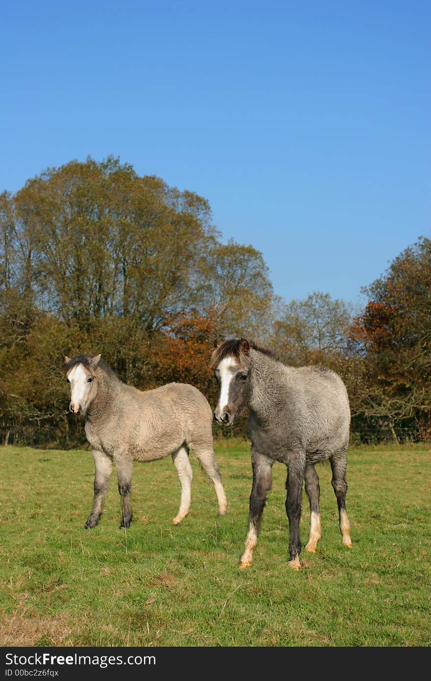 Two foals standing in a field in Autumn.