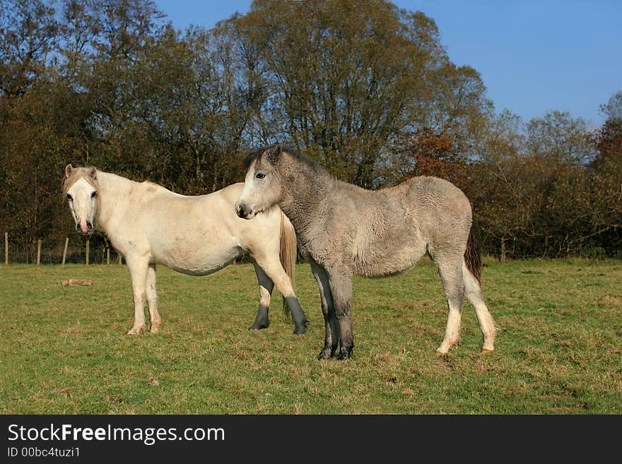 Two foals standing in a field in Autumn.