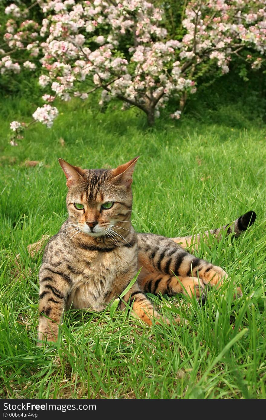 Bengali Special Breed Cat