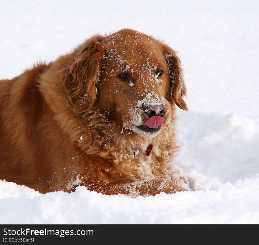 Golden retreiver