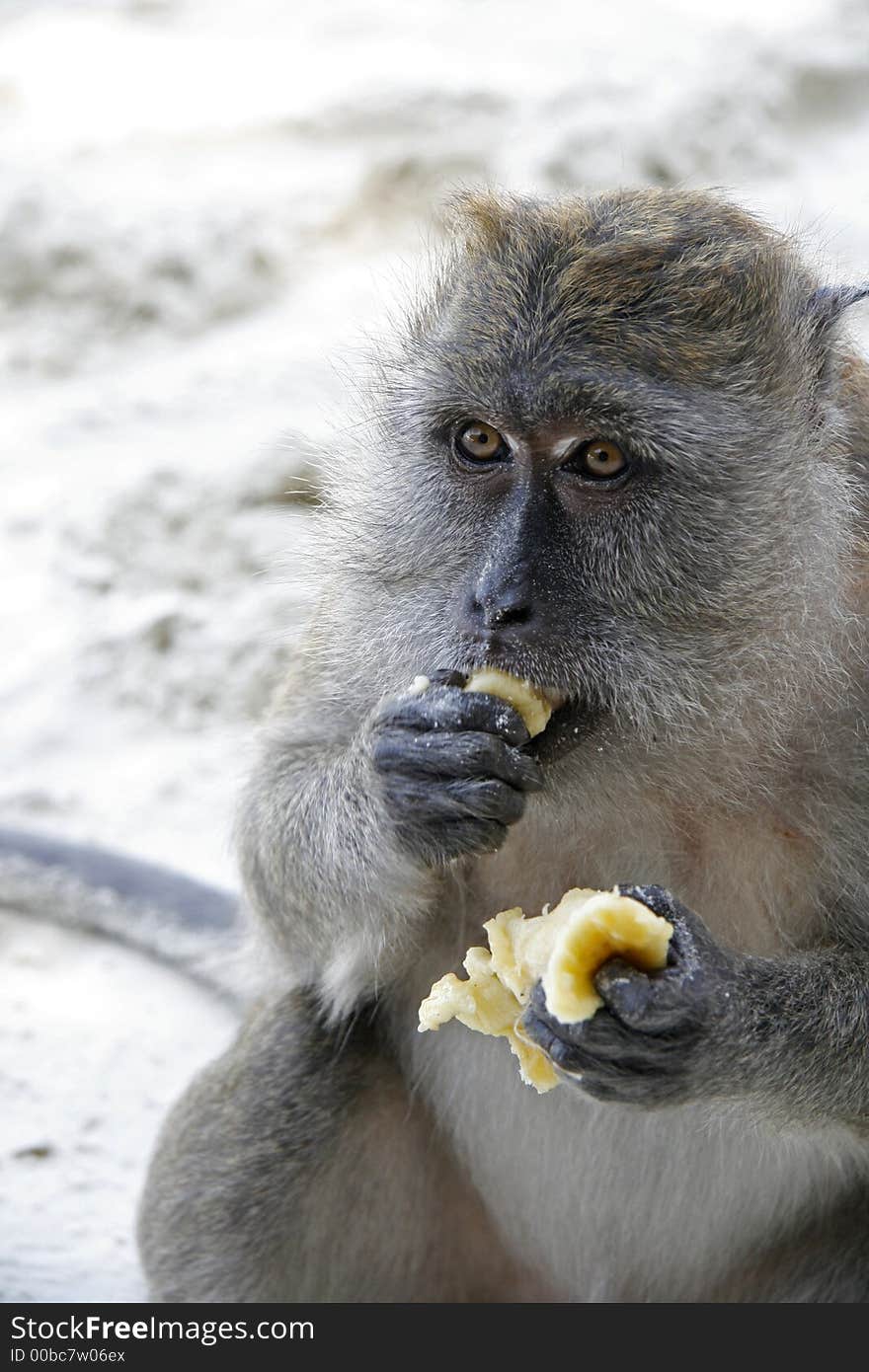 A close-up photograph of a long tail macaque on Phi-Phi island in Thailand. A close-up photograph of a long tail macaque on Phi-Phi island in Thailand