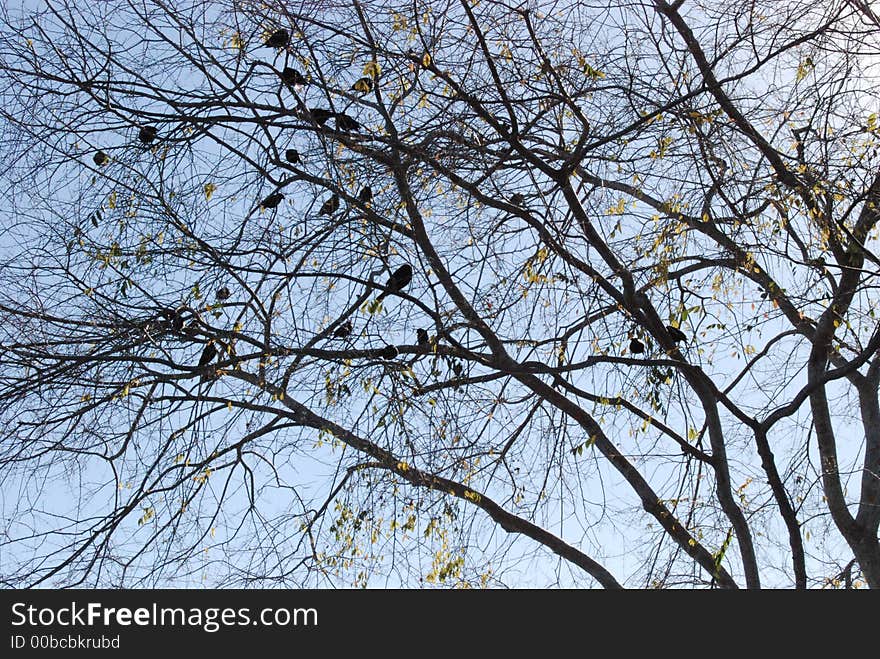 Birds sitting in a tree. Birds sitting in a tree