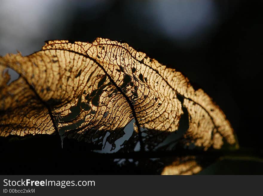 Dried Leaf