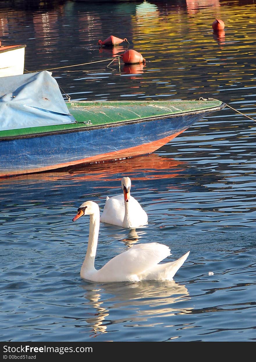 Couple of white swans on water. Couple of white swans on water