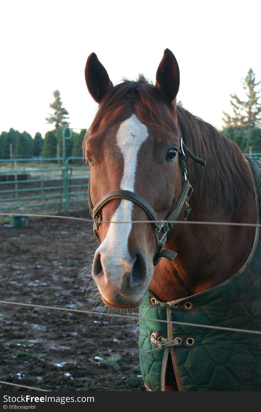 My horse just had this commical look on him that I couldn't resist getting a photo. My horse just had this commical look on him that I couldn't resist getting a photo.