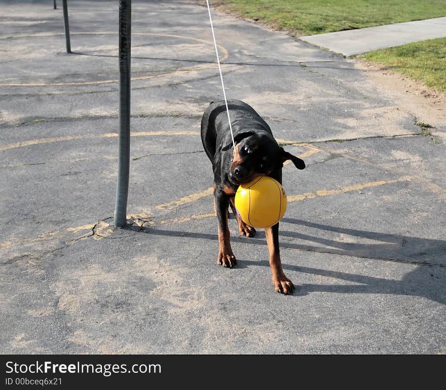 Tanker the wonder dog playing tetherball. Tanker the wonder dog playing tetherball