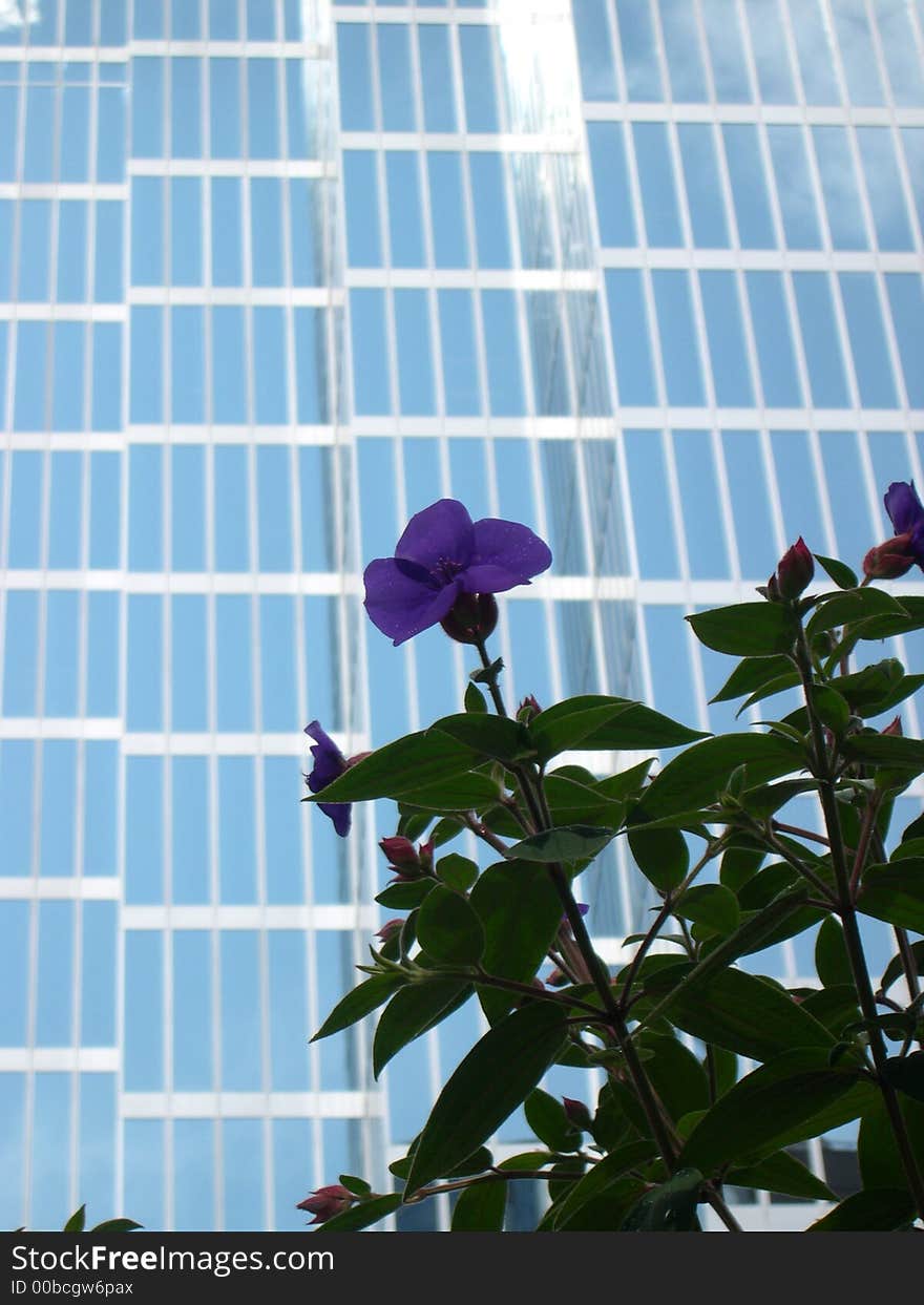 Urban view in city?s downtown in business center, with mirrored background of skyscraper windows, located in business center downtown Vancouver, BC.