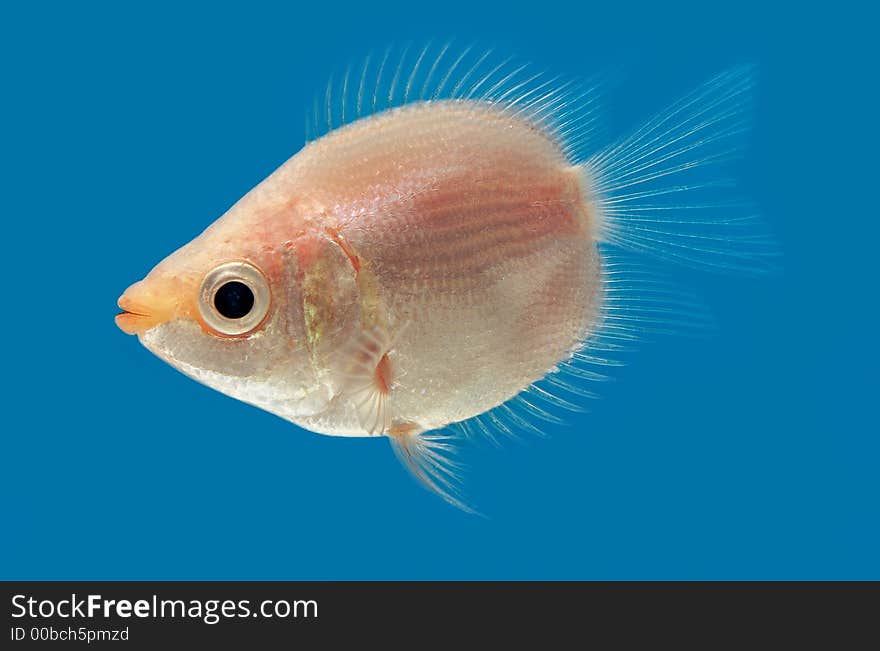 Sight of an aquarian small fish. Sight of an aquarian small fish