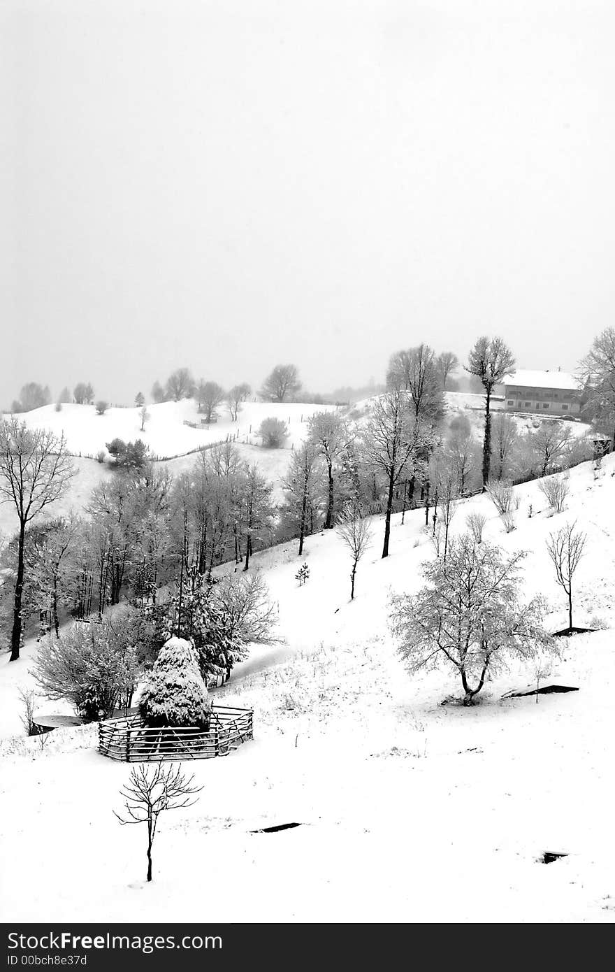 Black and white trees under snow in winter time. Black and white trees under snow in winter time