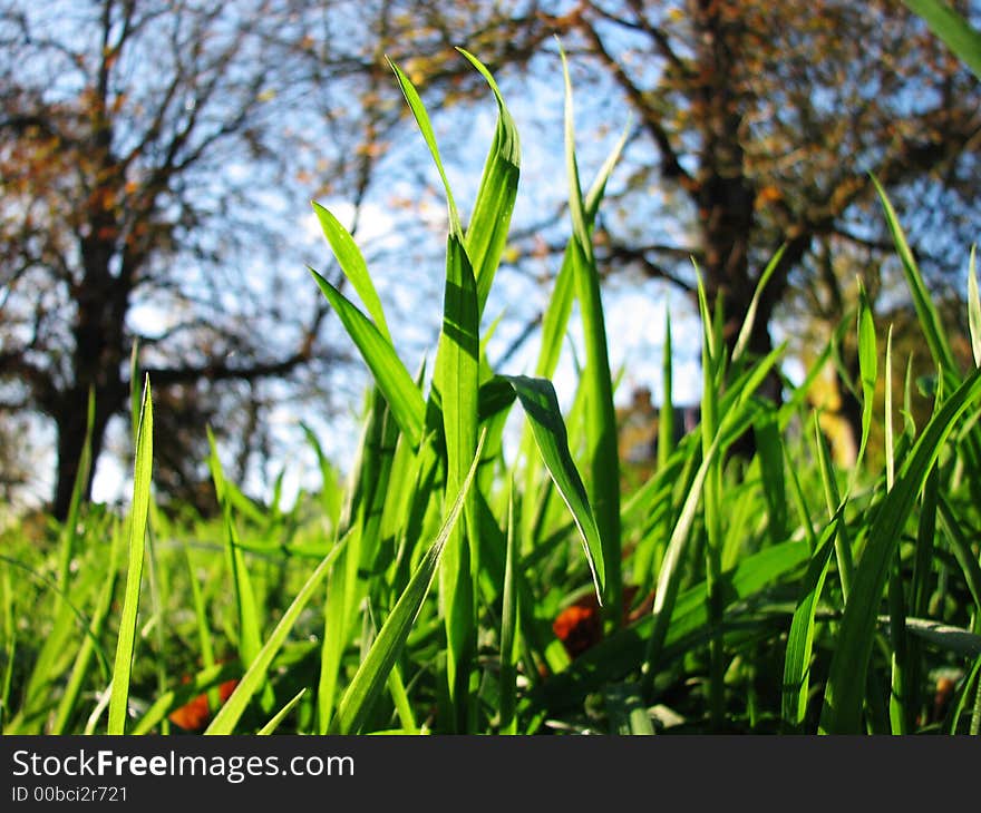 English meadow