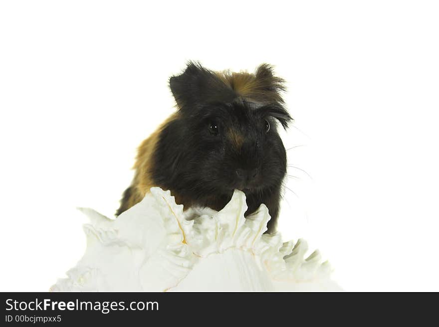 Curious baby guinea pig on the seashell isolated black background