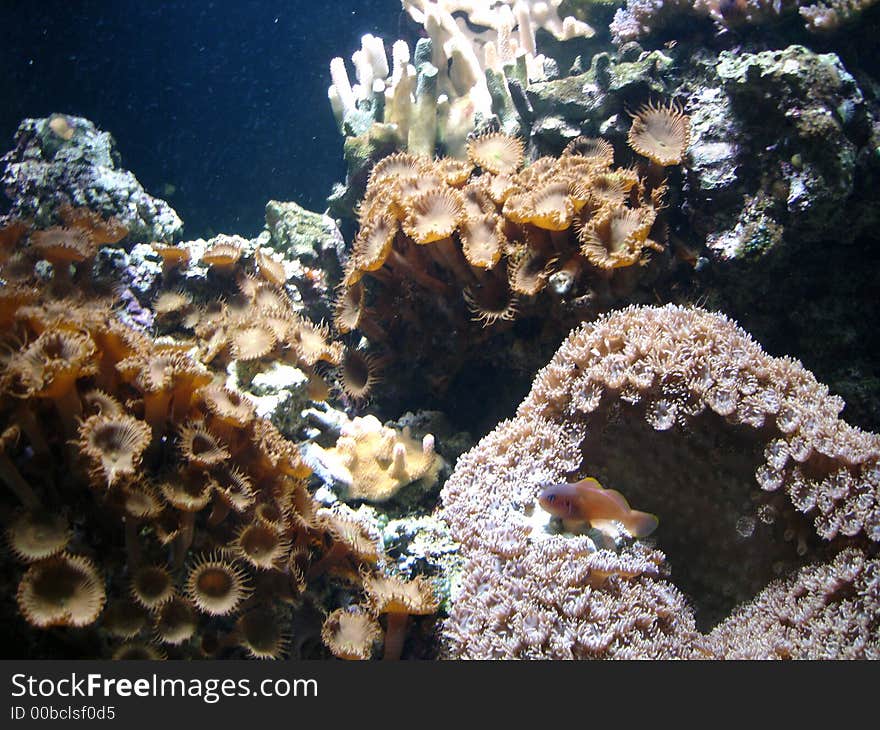 Underwater series - closeup shots of coral and fish