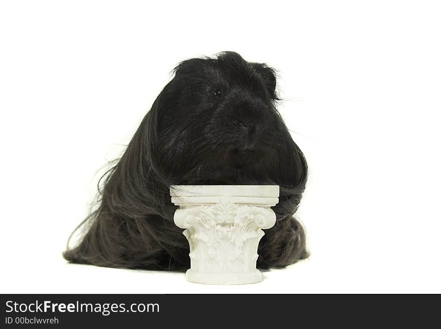 Black Guinea Pig On The Pedestal