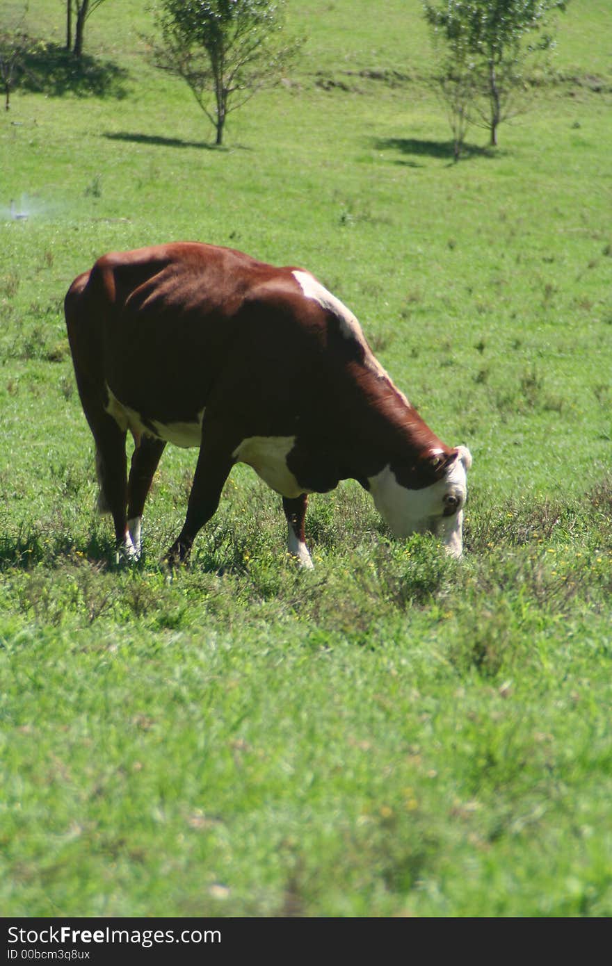 Cow grazing in NSW country, Australia