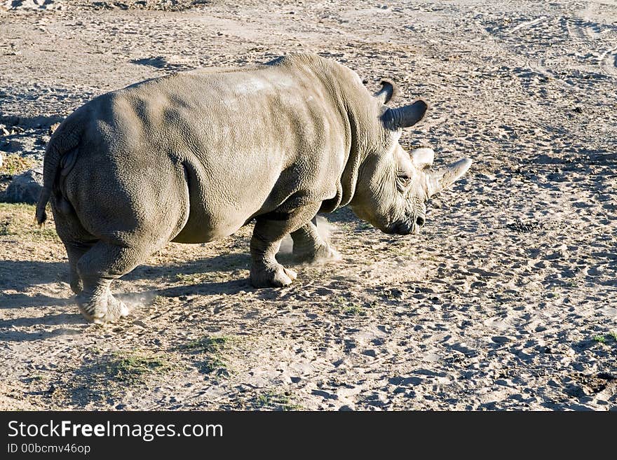 White rhinoceros