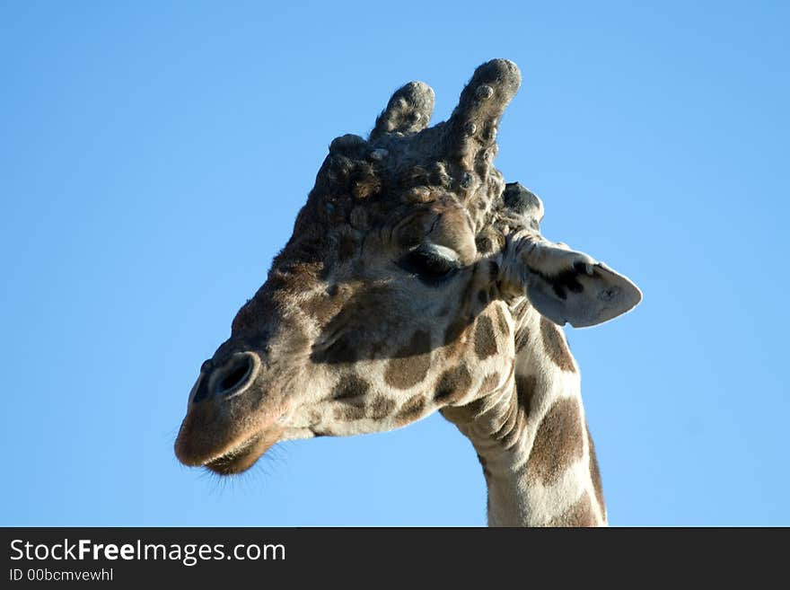 Close up shot of a giraffe. Close up shot of a giraffe