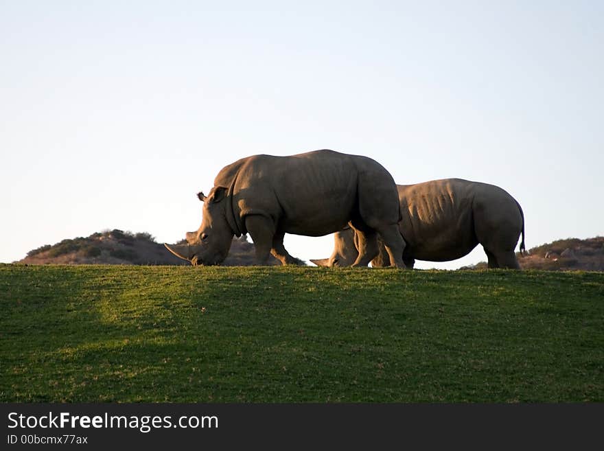 White rhinoceros